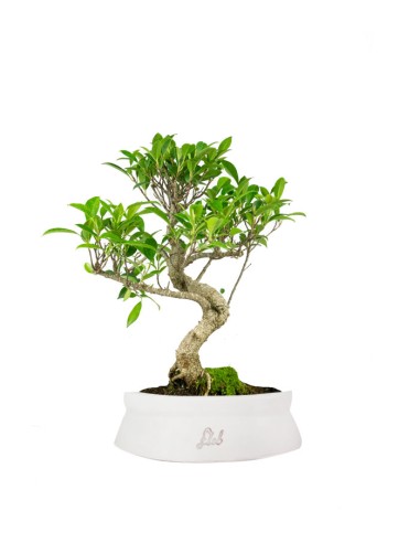 Ficus Retusa bonsai
