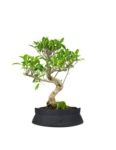 Ficus Retusa bonsai