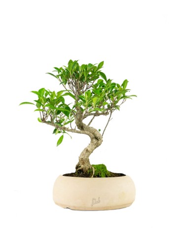Ficus Retusa bonsai