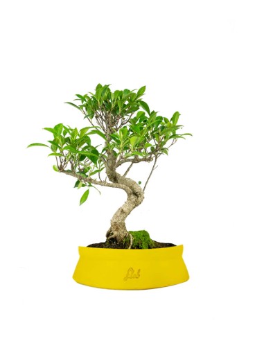 Ficus Retusa bonsai