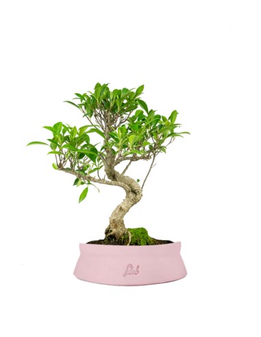 Ficus Retusa bonsai