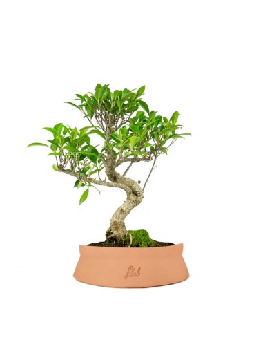 Ficus Retusa bonsai