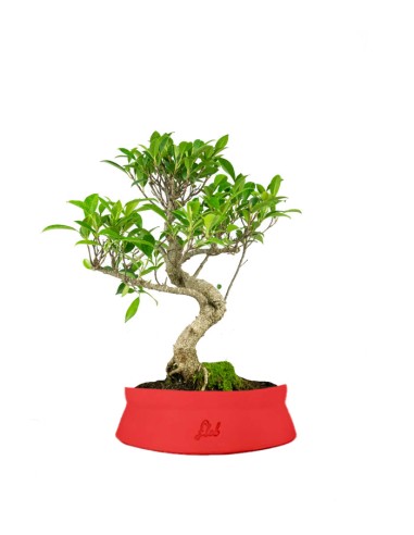 Ficus Retusa bonsai