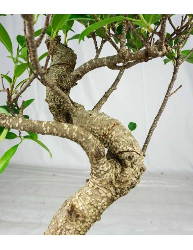 Ficus Retusa bonsai