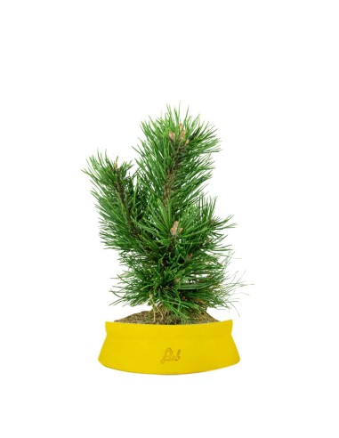 Pino Mugo Bonsai