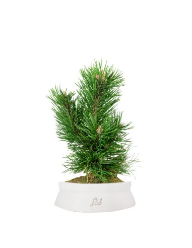 Pino Mugo Bonsai