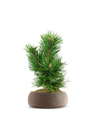 Pino Mugo Bonsai
