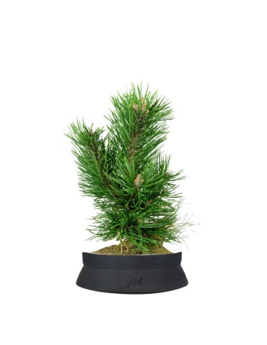 Pino Mugo Bonsai