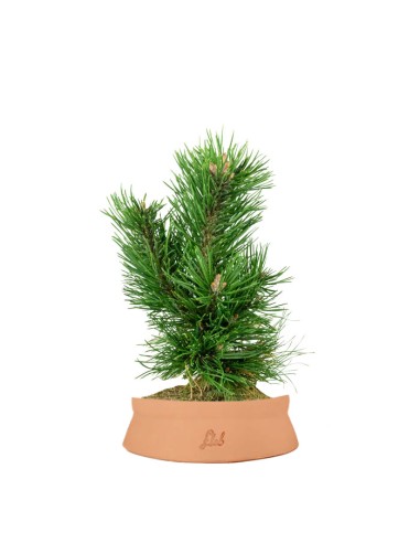 Pino Mugo Bonsai