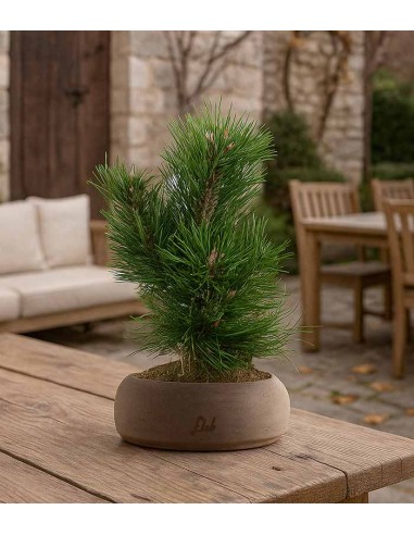 Pino Mugo Bonsai