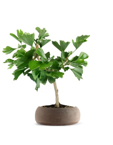 Bonsai di Ginkgo biloba | H40 cm