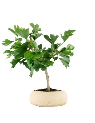 Bonsai di Ginkgo biloba | H 40 cm