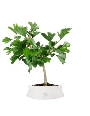Bonsai di Ginkgo biloba | H 40 cm