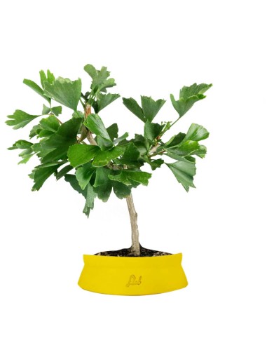 Bonsai di Ginkgo biloba | H40 cm