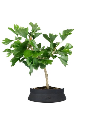 Bonsai di Ginkgo biloba | H 40 cm