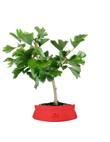 Bonsai di Ginkgo biloba | H40 cm