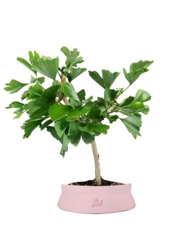 Bonsai di Ginkgo biloba | H40 cm