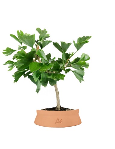 Bonsai di Ginkgo biloba | H40 cm