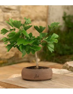 Bonsai di Ginkgo biloba |... 2