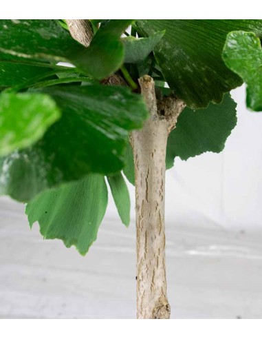 Bonsai di Ginkgo biloba | H40 cm