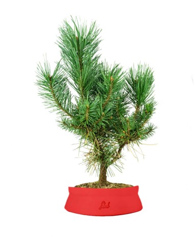 Pino silvestre Watereri – Pinus...