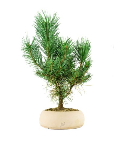Pino silvestre Watereri – Pinus...