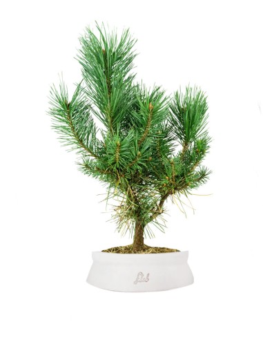 Pino silvestre Watereri – Pinus...