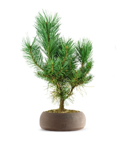 Pino silvestre Watereri – Pinus...