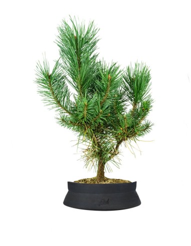 Pino silvestre Watereri – Pinus...