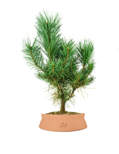 Pino silvestre Watereri – Pinus...