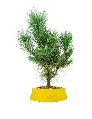 Pino silvestre Watereri – Pinus...