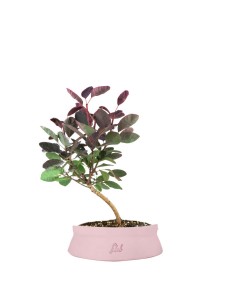 Bonsai di Cotinus