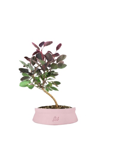 Bonsai di Cotinus