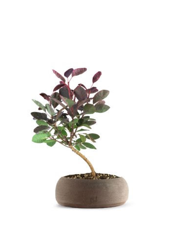 Bonsai di Cotinus – Cotinus coggygria...