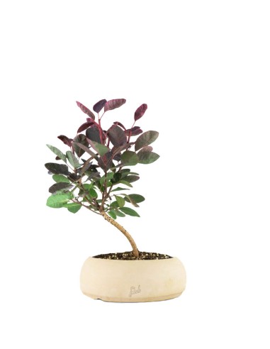 Bonsai di Cotinus