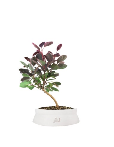 Bonsai di Cotinus