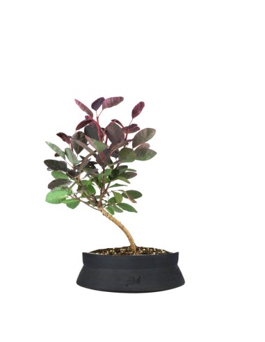 Bonsai di Cotinus – Cotinus coggygria...