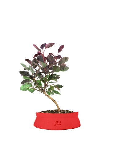 Bonsai di Cotinus