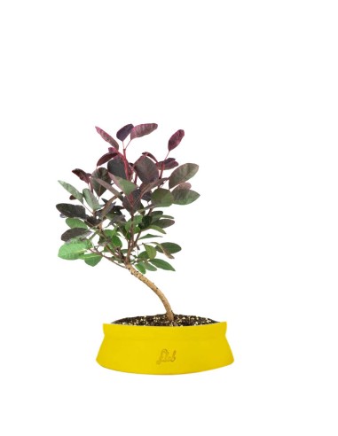 Bonsai di Cotinus