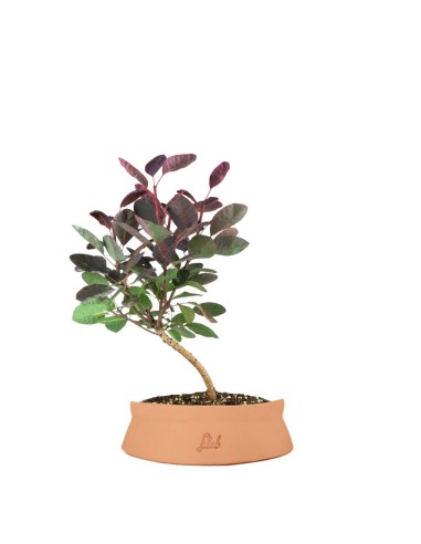 Bonsai di Cotinus – Cotinus coggygria...