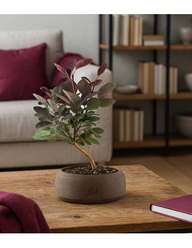 Bonsai di Cotinus – Cotinus coggygria...