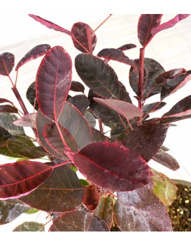 Bonsai di Cotinus