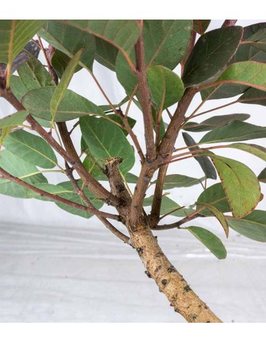 Bonsai di Cotinus