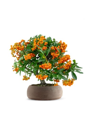 Pyracantha bonsai | 7 anni