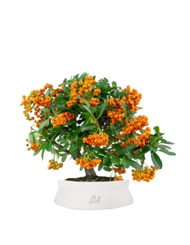 Pyracantha bonsai | 7 anni