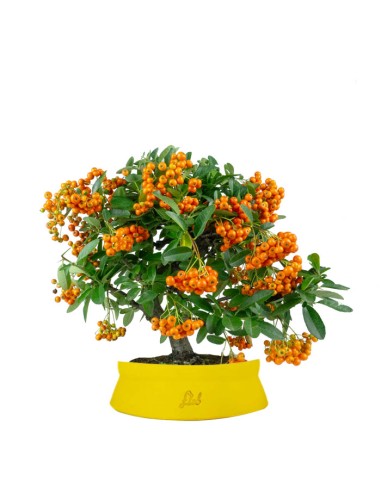 Pyracantha bonsai | 7 anni
