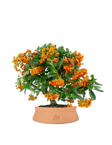 Pyracantha bonsai | 7 anni