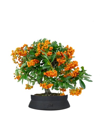Pyracantha bonsai | 7 anni