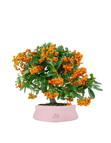 Pyracantha bonsai | 7 anni