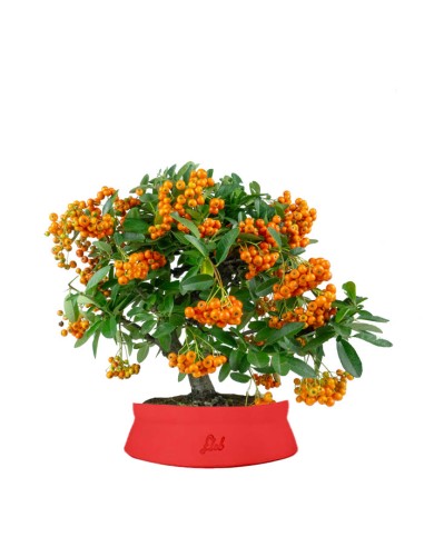 Pyracantha bonsai | 7 anni